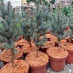 Smrek pichľavý (Picea pungens) ´ISELI FASTIGIATE´ - výška 40-50 cm, kont. C5L